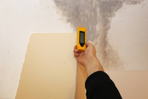 Best Mold Damage Restoration  in Metuchen, NJ