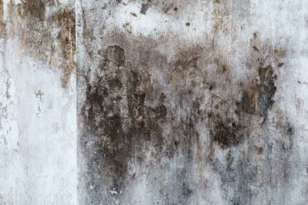 Best Asbestos and Lead Testing During Mold Inspection  in Metuchen, NJ