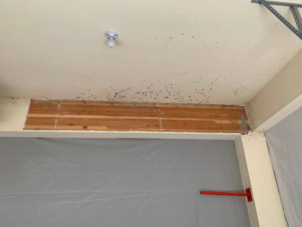Best Mold Documentation for Insurance Claims  in Metuchen, NJ