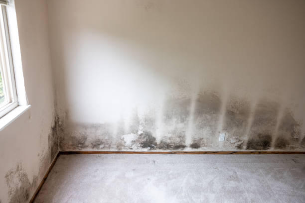 Best Forensic Mold Investigation  in Metuchen, NJ