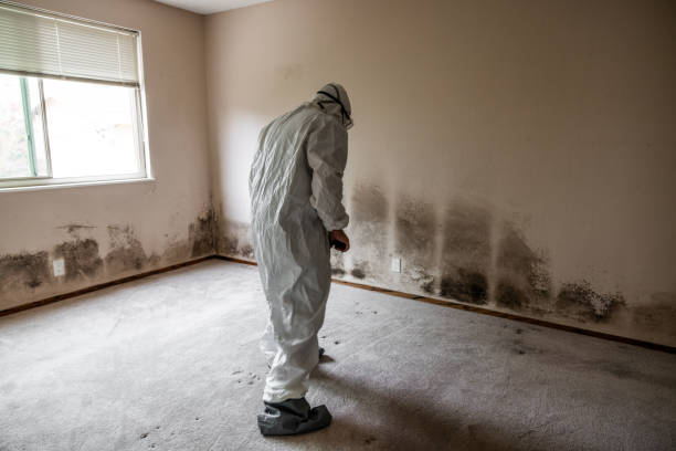 Best Emergency Mold Remediation  in Metuchen, NJ